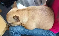 国产精品高潮呻吟AV久久动漫